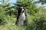 BORDER COLLIE 196
